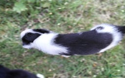 Border Collie dogs for sale: Adorable Border collie pups - Image 19