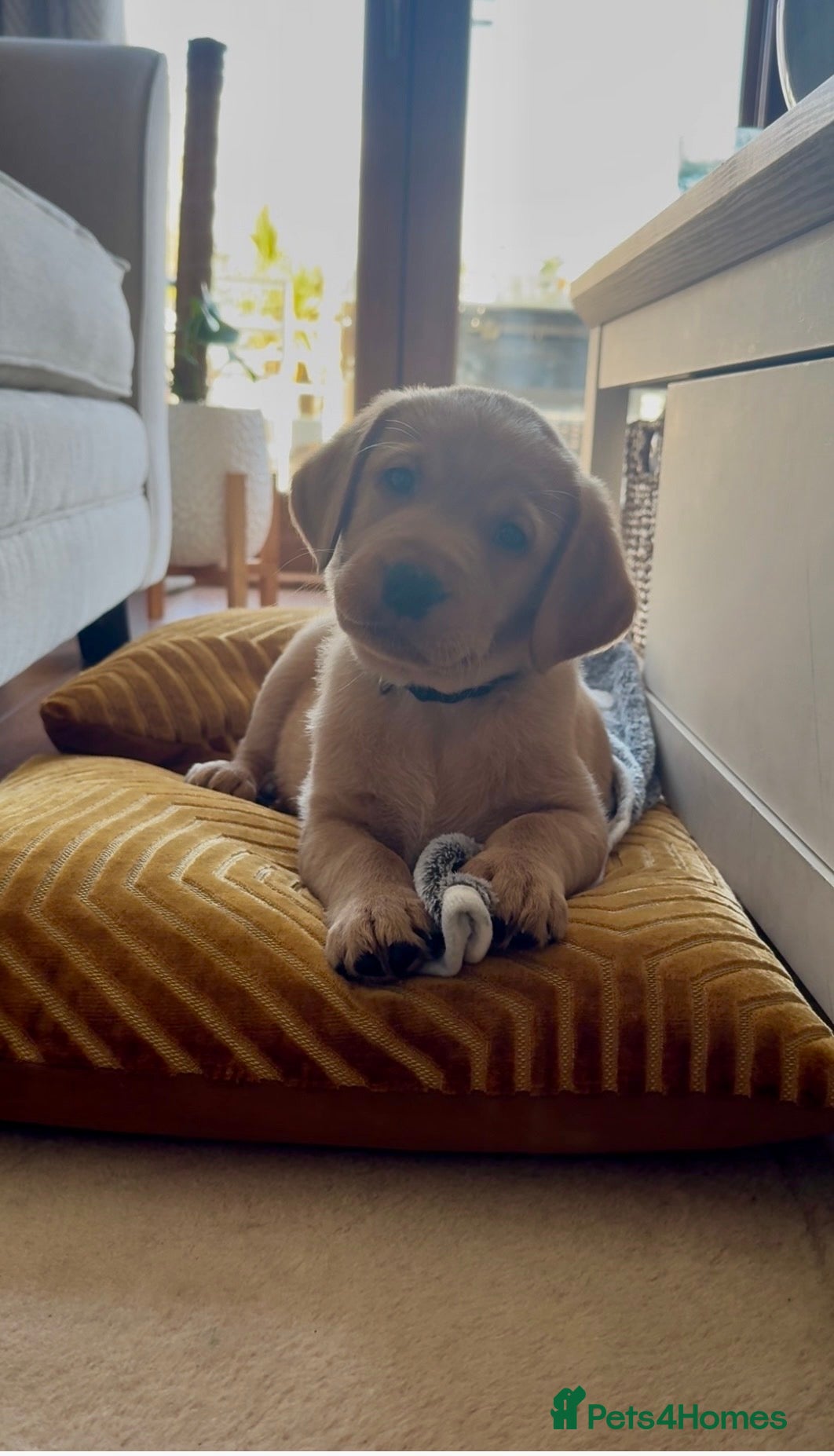 Labrador Retriever dogs Stunning fox red/yellow/white Labrador puppies - Advert 1