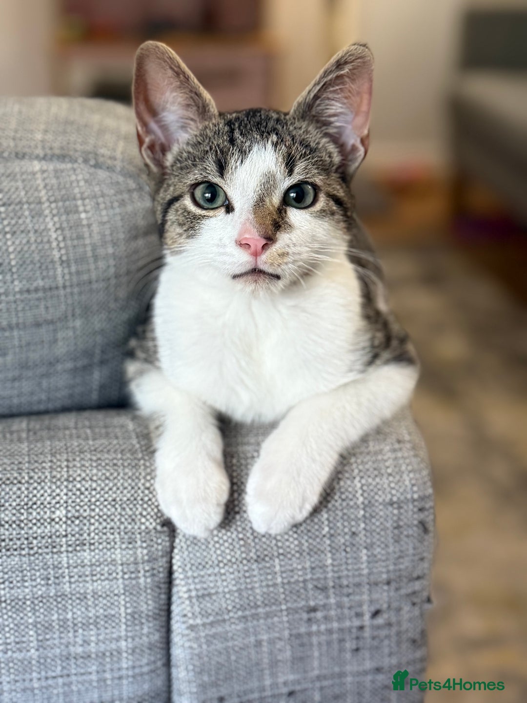 British Shorthair cats for sale: Adorable Kitten for Sale - Harrow - Image 1