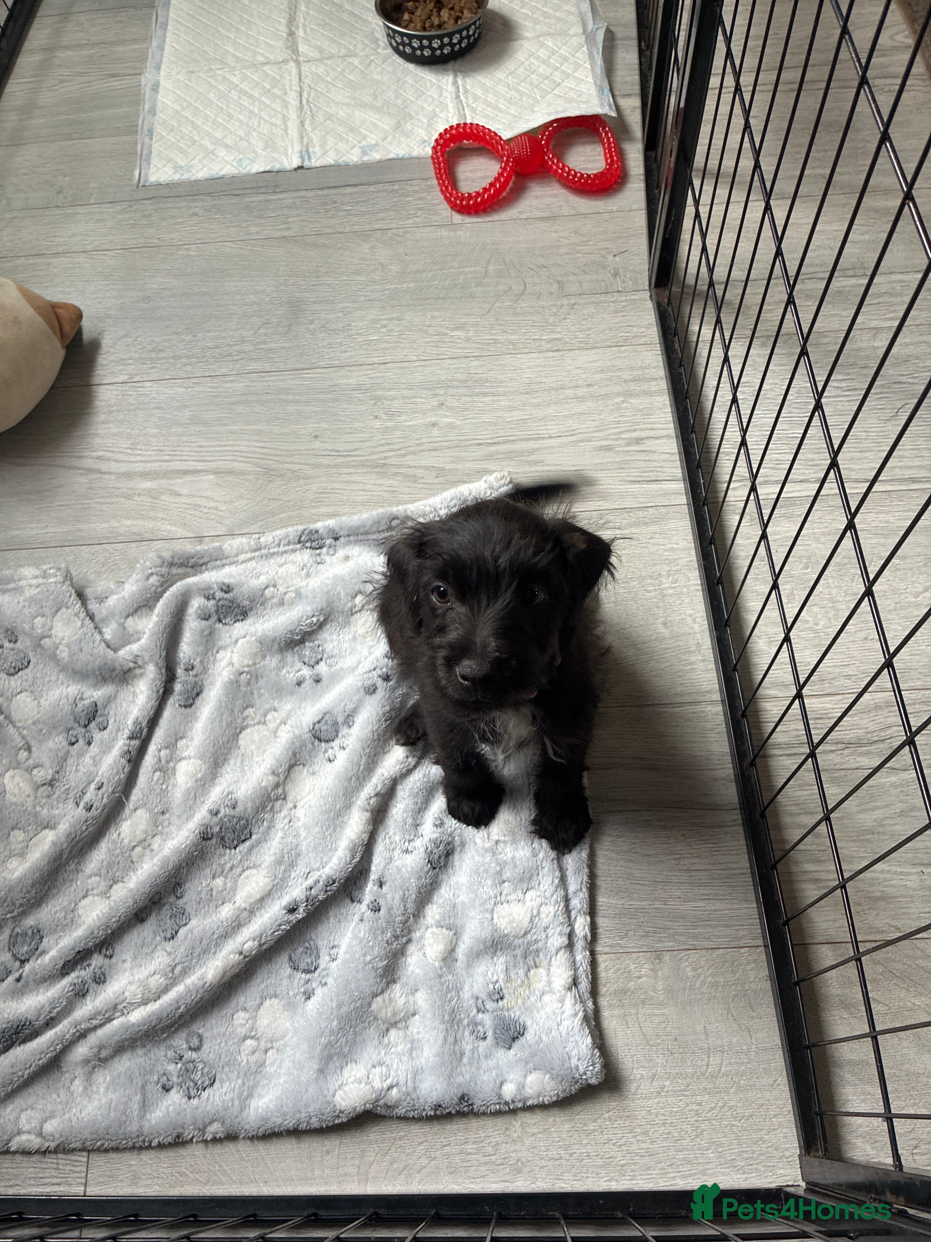 Mixed Breed dogs Black female LakelandPatterdale terrier - Advert 2