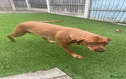 Labrador Retriever dogs for sale: 4 years Brown Labrador retriever Find a new owers - Image 2