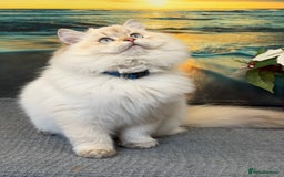 British Longhair cats for sale: British longhair golden point TICA  - Advert 6