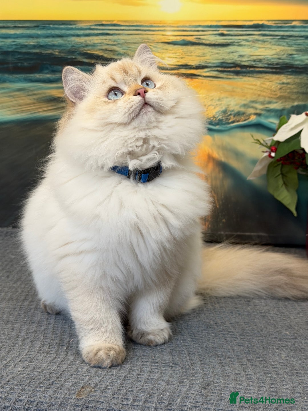 British Longhair cats for sale: British longhair golden point TICA  - Advert 6
