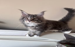 Maine Coon cats for sale: TICA Registered Maine Coon Kittens Blue/Silver - Image 4
