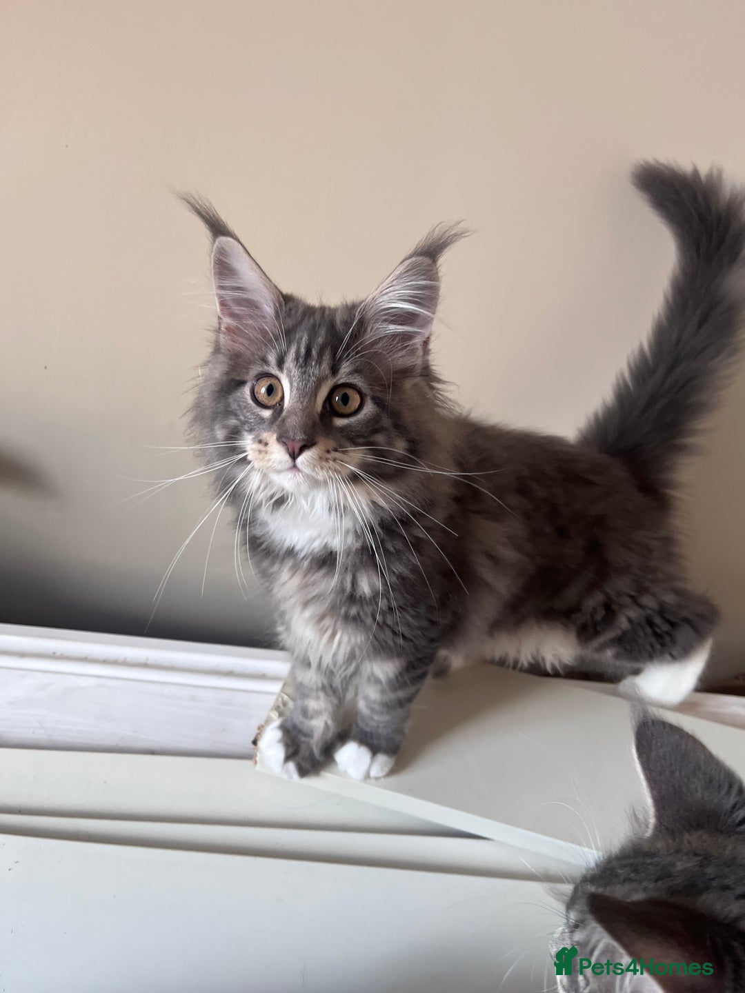 Maine Coon cats for sale: TICA Registered Maine Coon Kittens Blue/Silver - Image 4