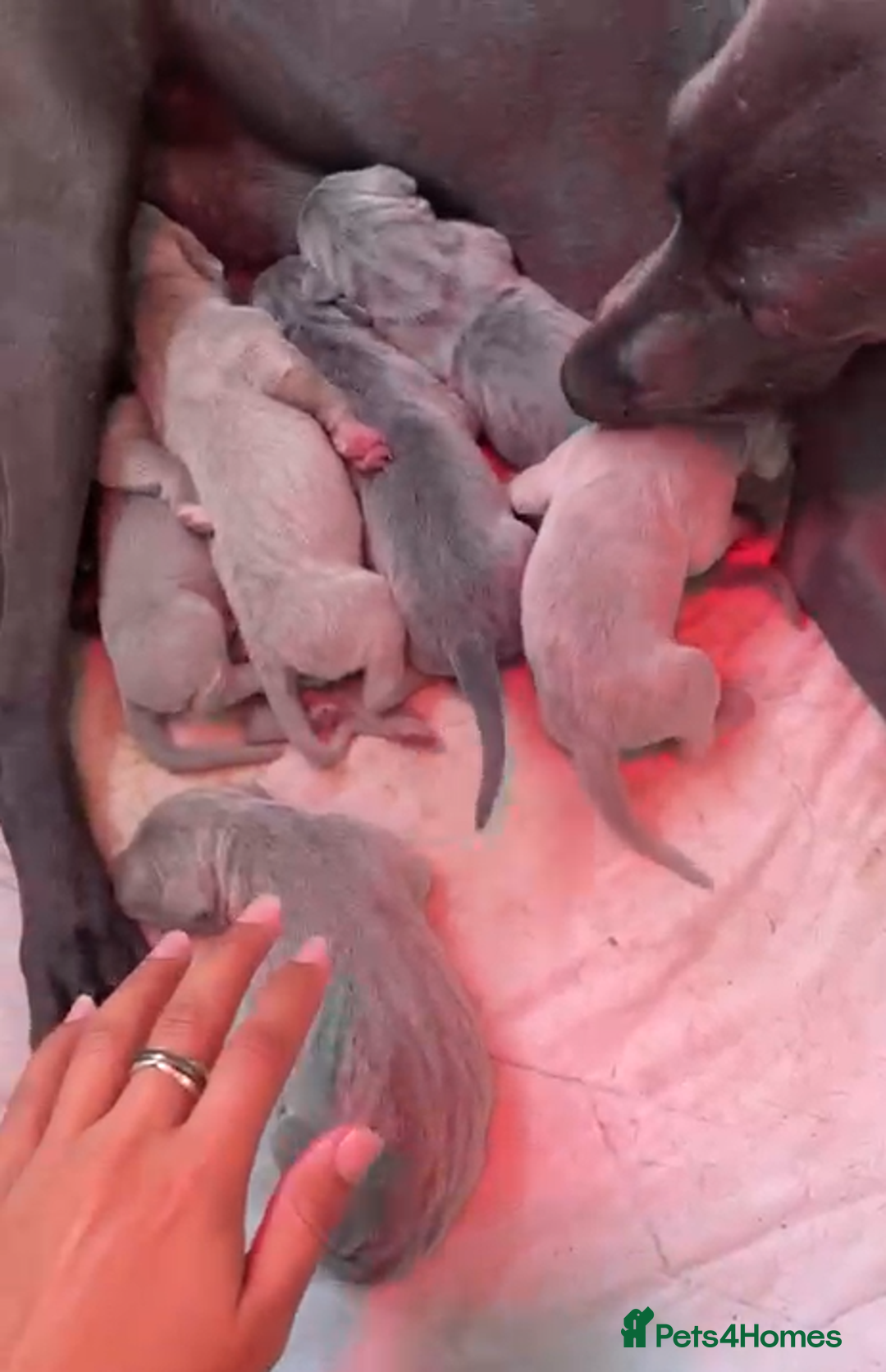Weimaraner dogs for sale: M & F BLUE and SILVER KC proven bloodline.  - Image 10