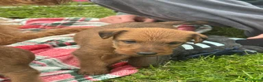Irish Terrier 2