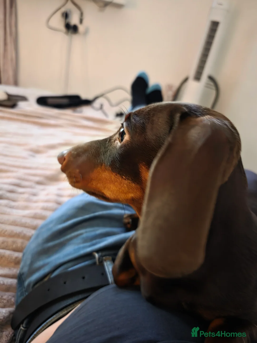 Dachshund dogs for sale: Chocolate and  tan miniature dachshund  in Sutton Coldfield - Advert 2