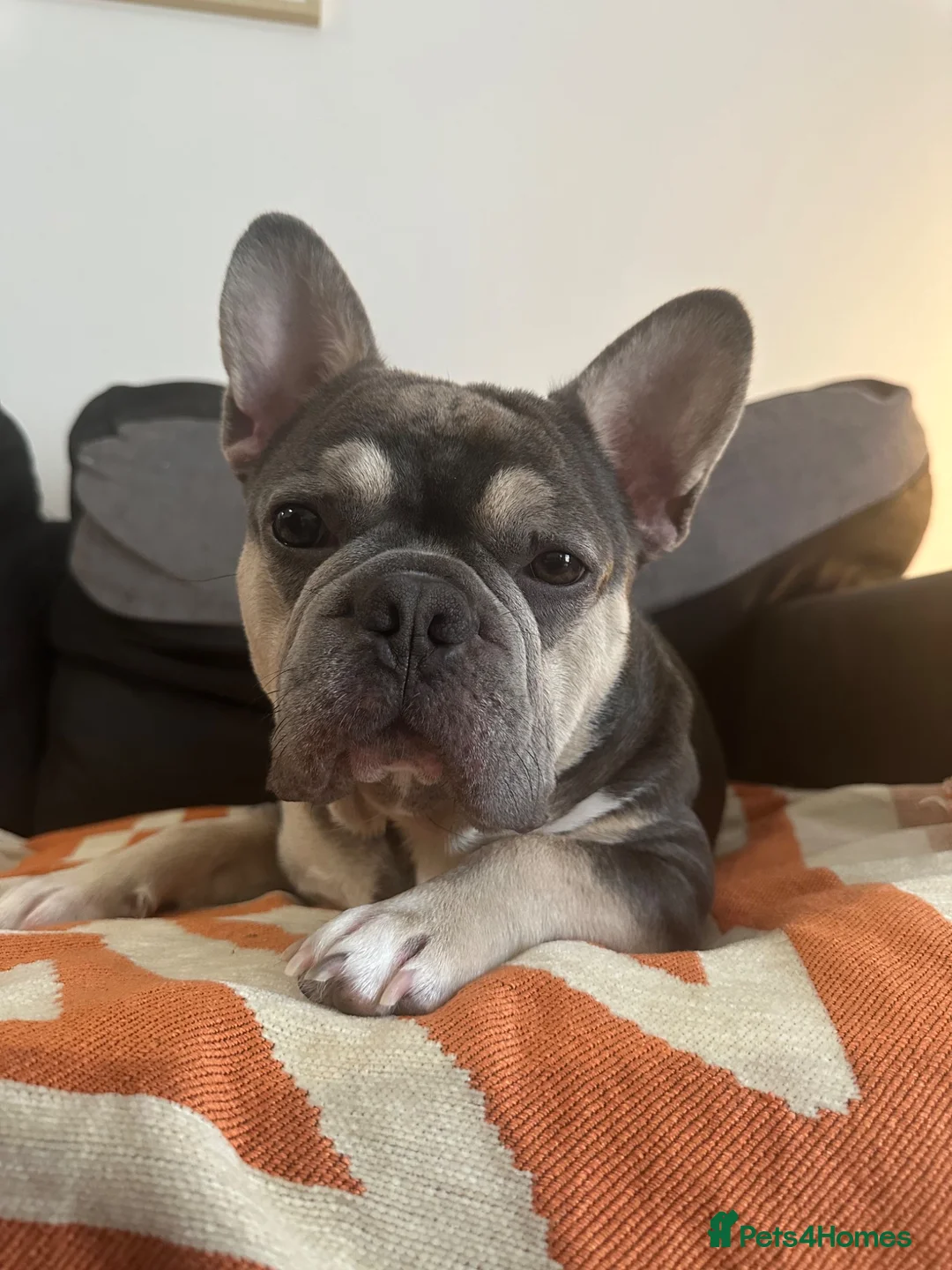 French Bulldog dogs for sale: 3.5 year old Frenchie male  in Swansea - Advert 1