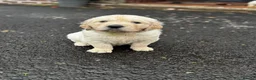 Golden Retriever dogs for sale: 🐾 Beautiful Pedigree Golden Retriever Puppies  in Ballymena - Advert 20