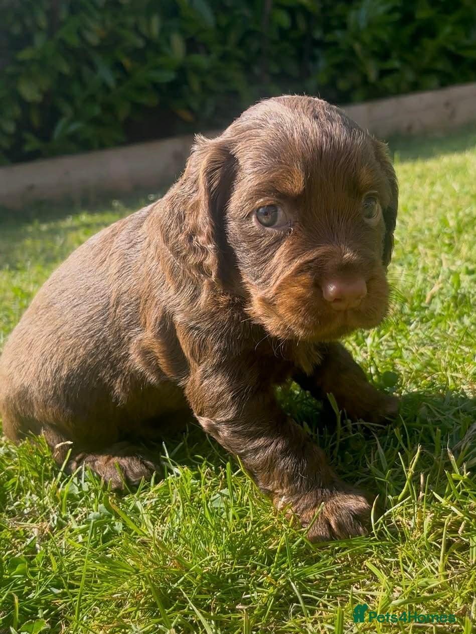 Cocker Spaniel dogs 🏆 🐾 Only 1 pup remaining! 🐾 - Advert 1