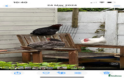 Chickens poultry for sale: Chickens for rehome 🏡  - Image 1