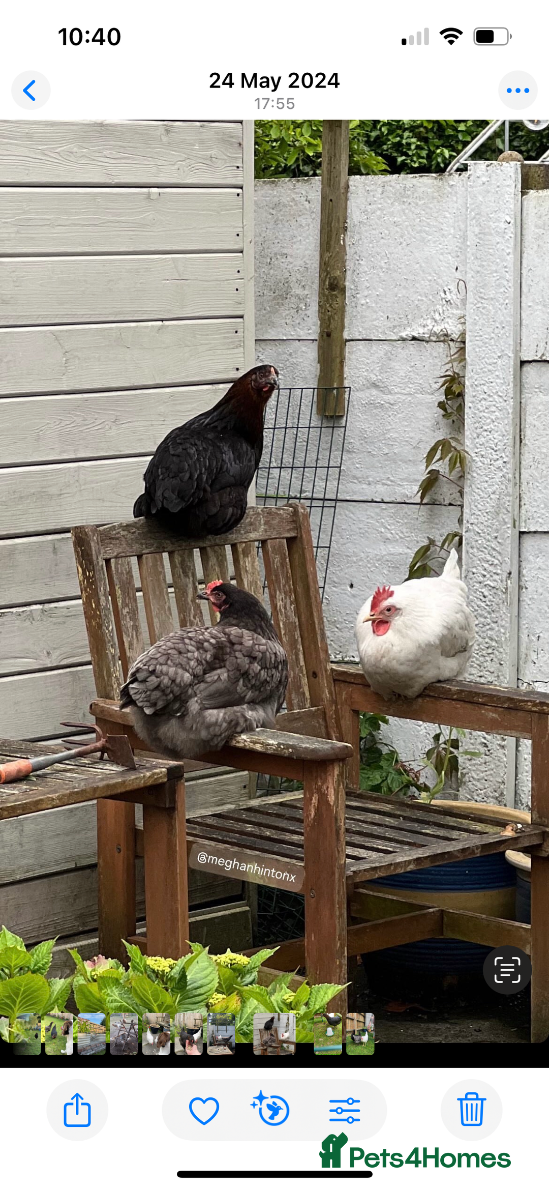 Chickens poultry for sale: Chickens for rehome 🏡  - Image 1