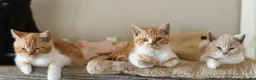 British Shorthair cats for sale: British shorthair kittens  - Advert 7