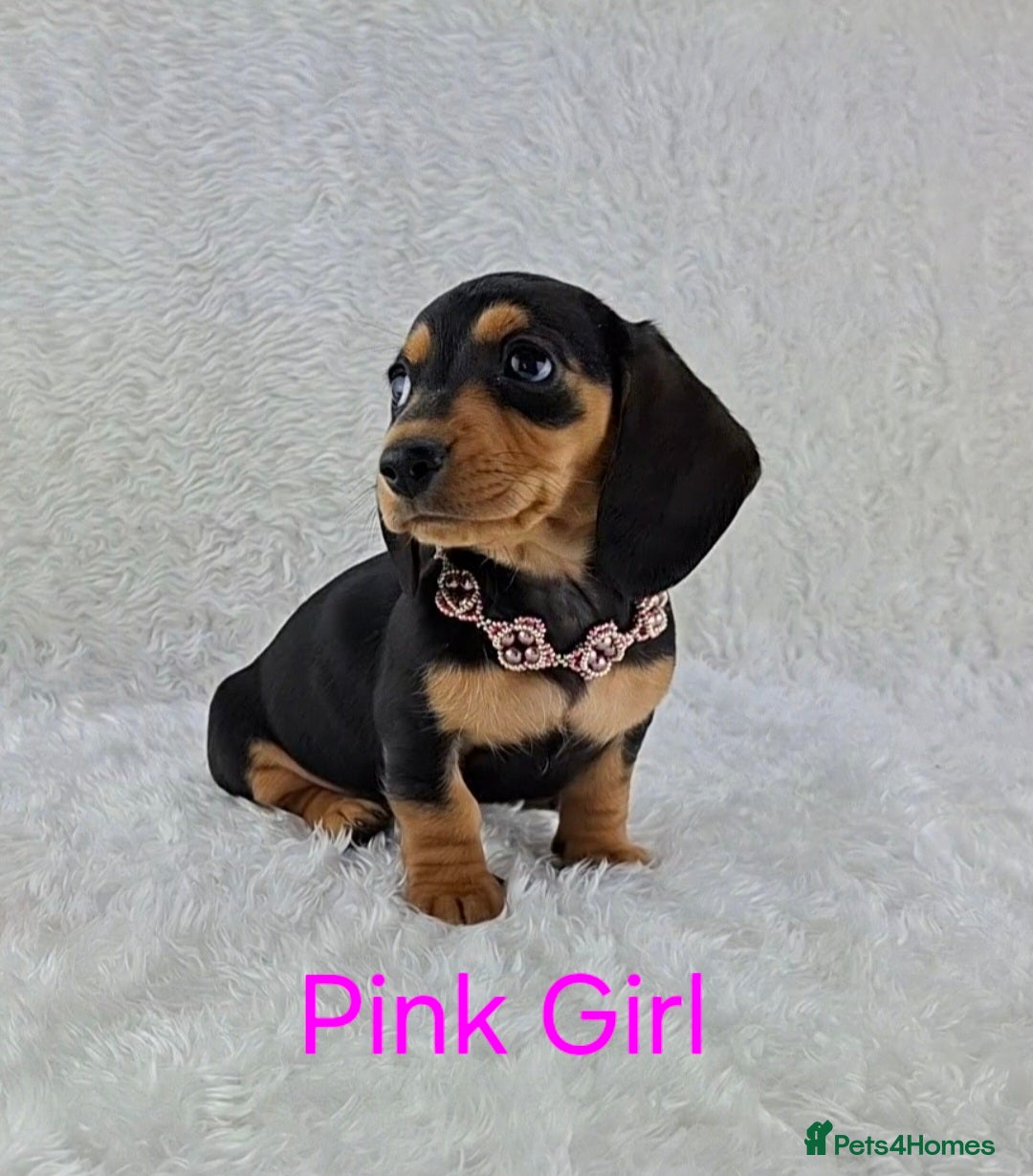 Miniature Dachshund dogs ❣️ REDUCED ❣️ Miniature Dachshund Puppies ❣️ - Advert 1