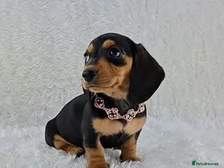 Miniature Dachshund dogs ❣️ REDUCED ❣️ Miniature Dachshund Puppies ❣️ - Advert 1