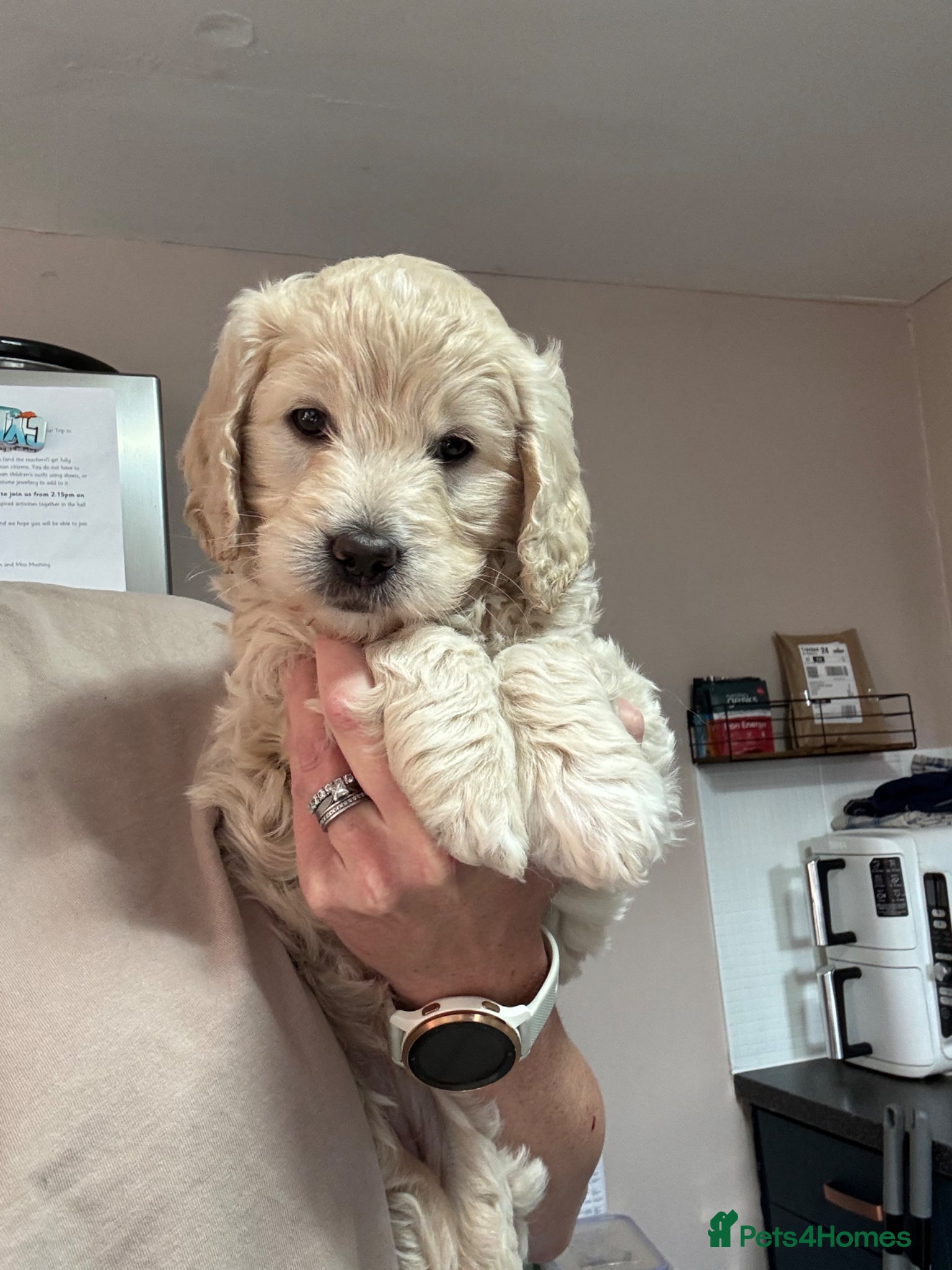 Goldendoodle dogs Beautiful little girl F1 mini Goldendoodle  - Advert 5