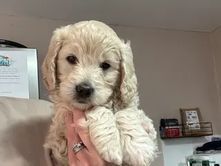Goldendoodle dogs Beautiful little girl F1 mini Goldendoodle - Advert 3