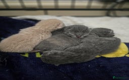 British Shorthair cats for sale: British shorthair cross Russian Blue - Image 10