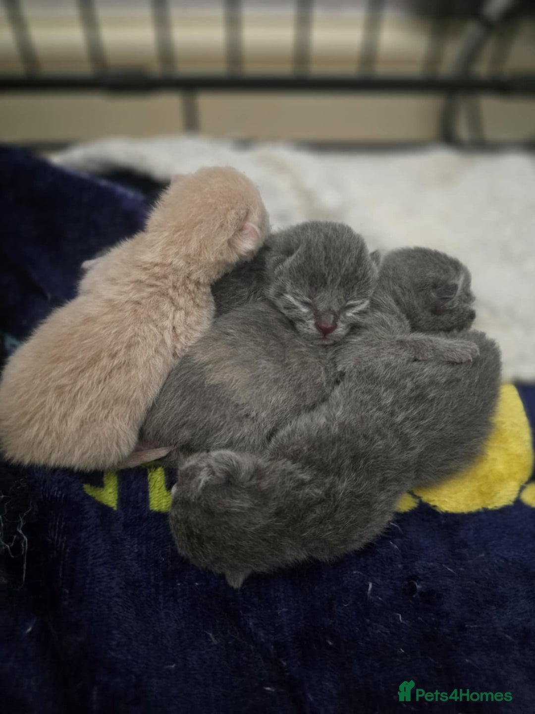 British Shorthair cats for sale: British shorthair cross Russian Blue - Image 10