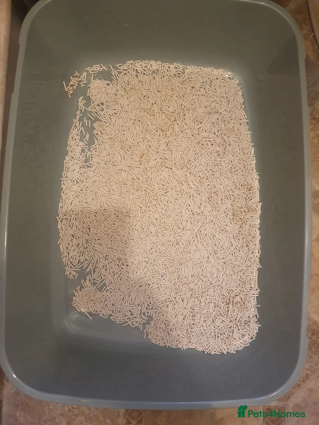 European cats for sale: For Sale tipi - Advert 7