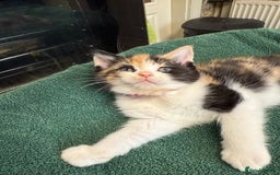 British Shorthair cats for sale: BRITISH BLUE X KITTENS - Image 16