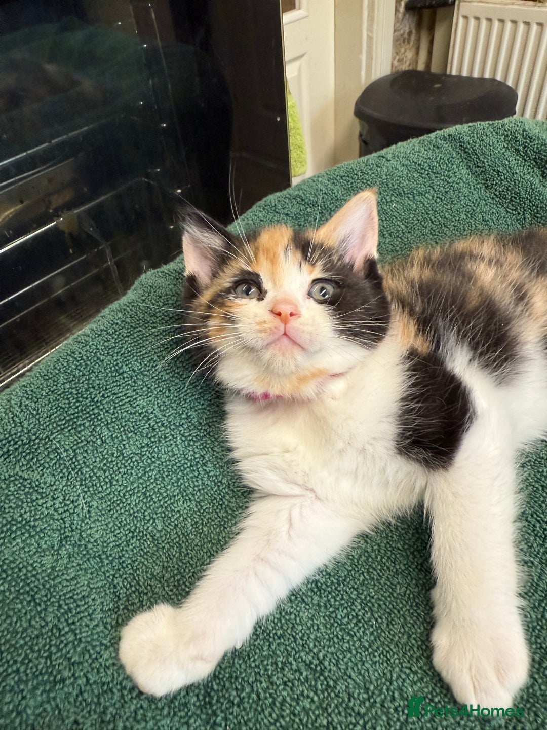 British Shorthair cats for sale: BRITISH BLUE X KITTENS - Image 16