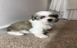 Lhasa Apso dogs for sale: 4 Lhasa Apso babies  - Image 8