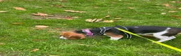 Beagle dogs for sale: Loving young Beagle looking for new home  - Advert 4