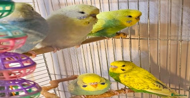 Budgerigars birds - Advert 5