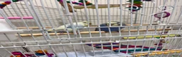 Budgerigars birds for sale: X2 budgies for sale  in Southport - Advert 4
