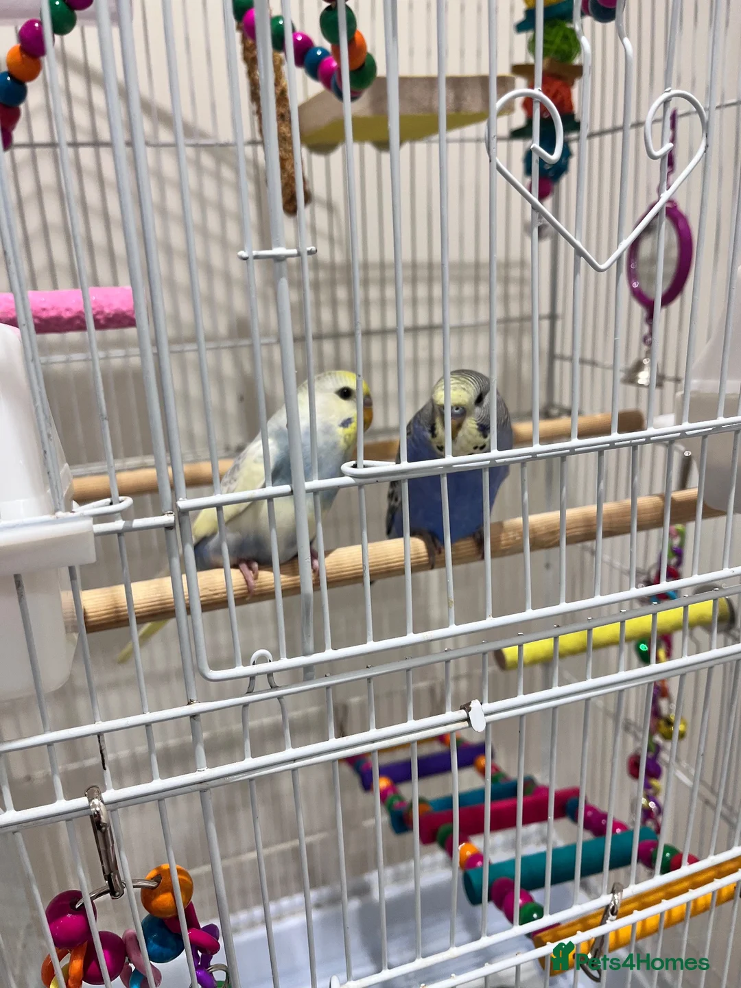 Budgerigars birds for sale: X2 budgies for sale  in Southport - Advert 4