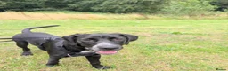 Mixed Breed dogs for sale: 7/8 month gold-mation pepper! - Advert 4