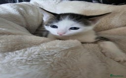 Mixed Breed cats for sale: 6 beautiful boys  - Image 1