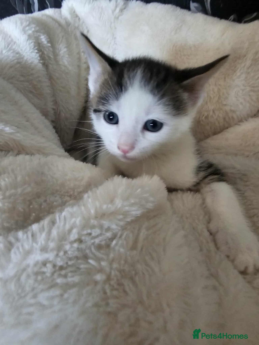 Mixed Breed cats for sale: 6 beautiful boys  - Image 1