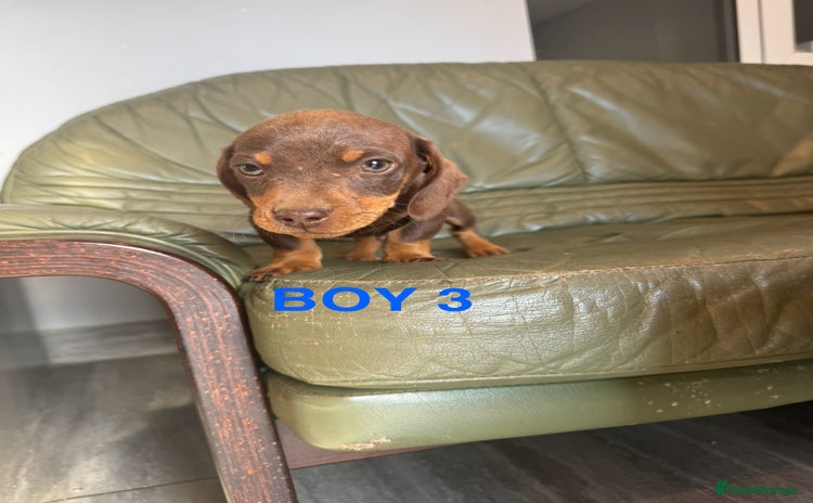 Dachshund dogs in Romford - Advert 14