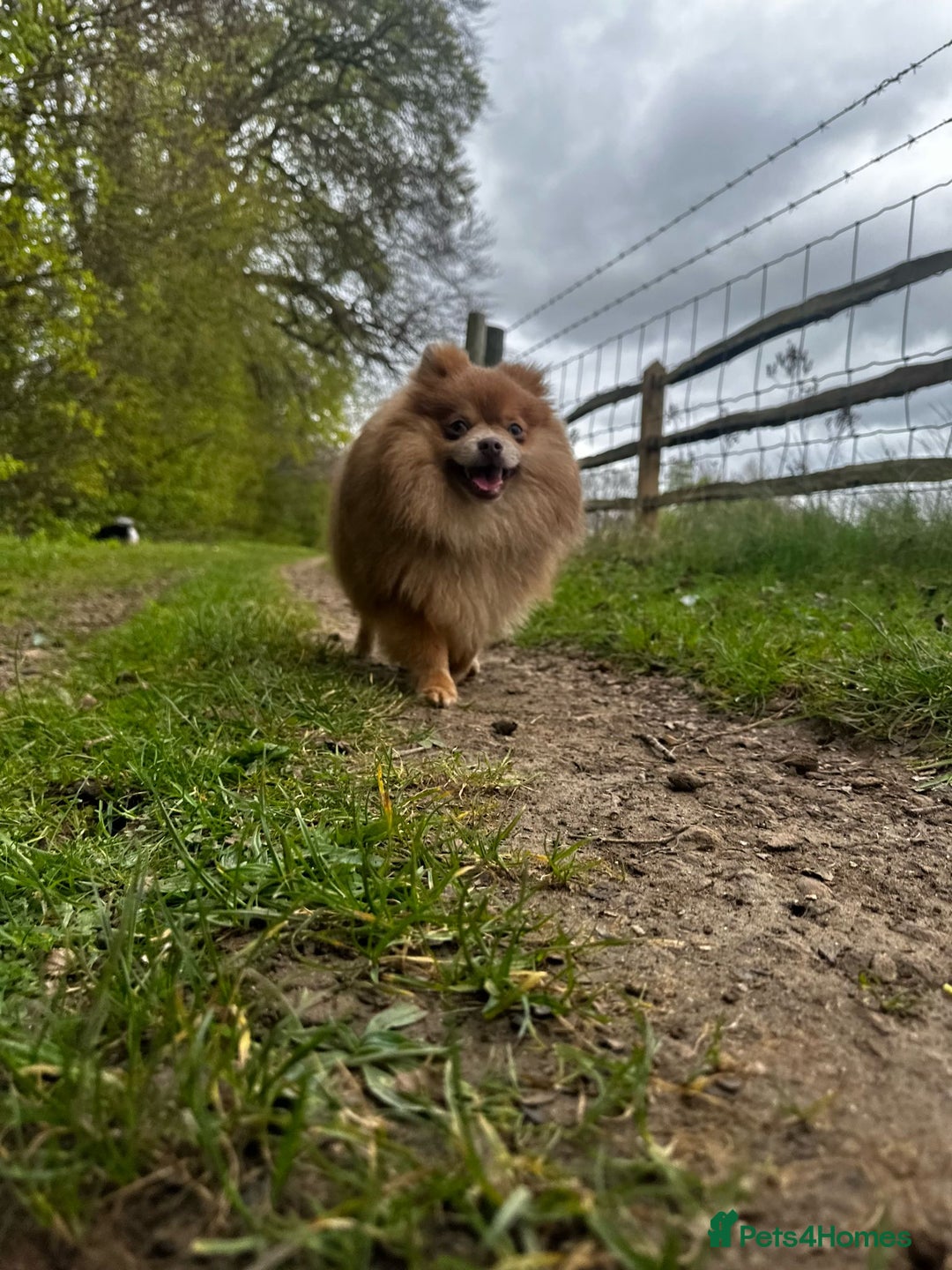 Pomeranian dogs for sale: Teddybear cuddly Retired spayed 1-2 years old  - Image 29