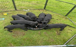 Labrador Retriever dogs for sale: Beautiful Black Labrador Pups - Image 4