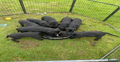 Labrador Retriever dogs - Advert 3