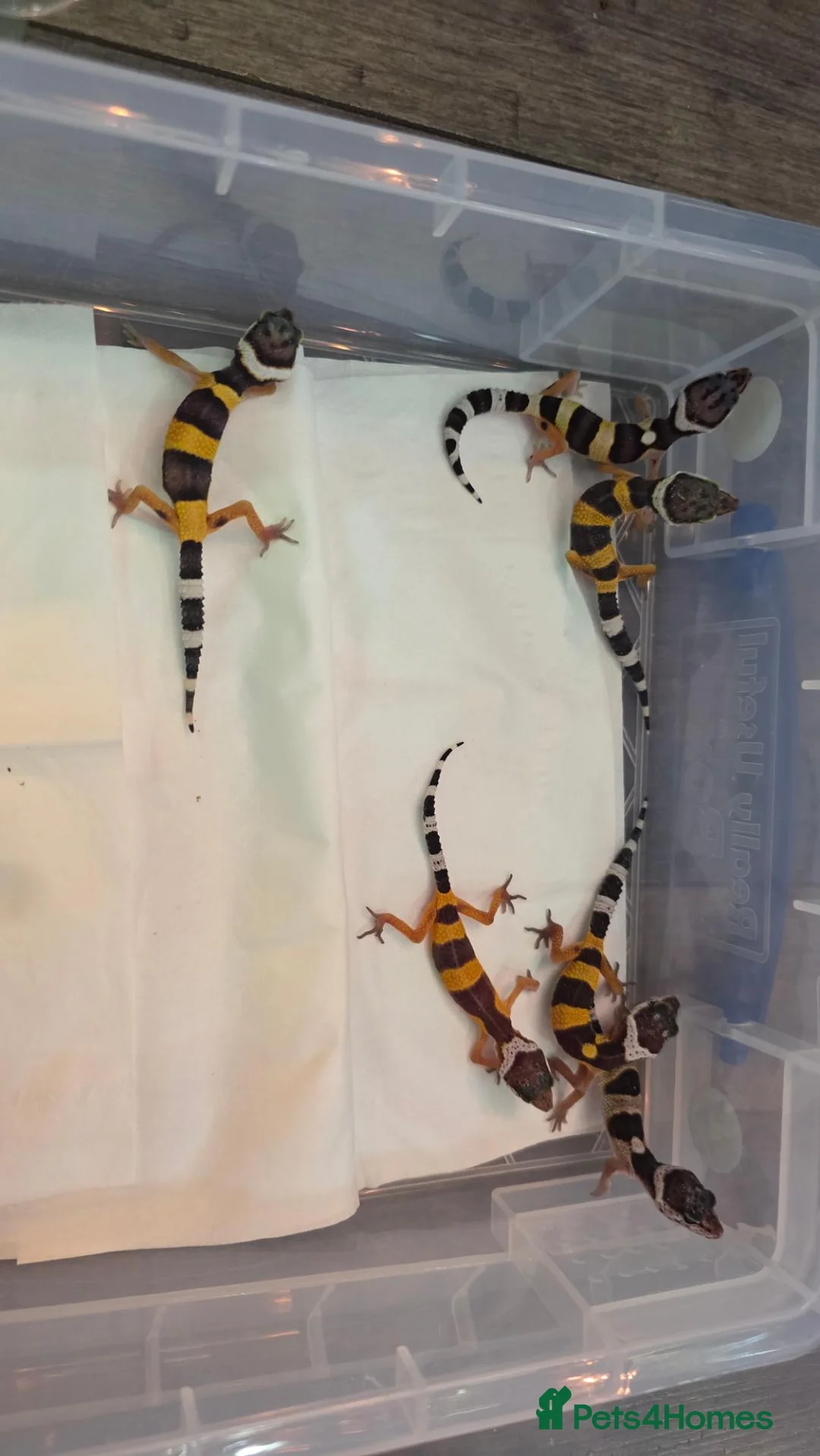 Gecko reptiles for sale: Leopard gecko for sale  - Advert 8