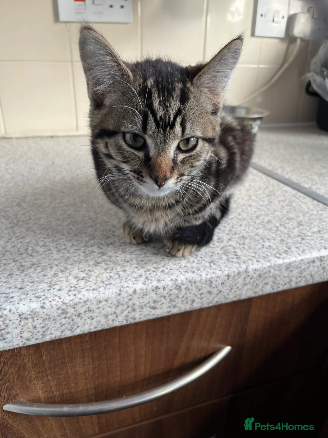 Mixed Breed cats for sale: 3 Kittens for sale - Advert 2