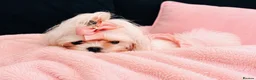 Maltipoo dogs for sale: 🤍 Exclusive Korean-Style Asian Maltipoos 🤍 in Willenhall - Advert 6