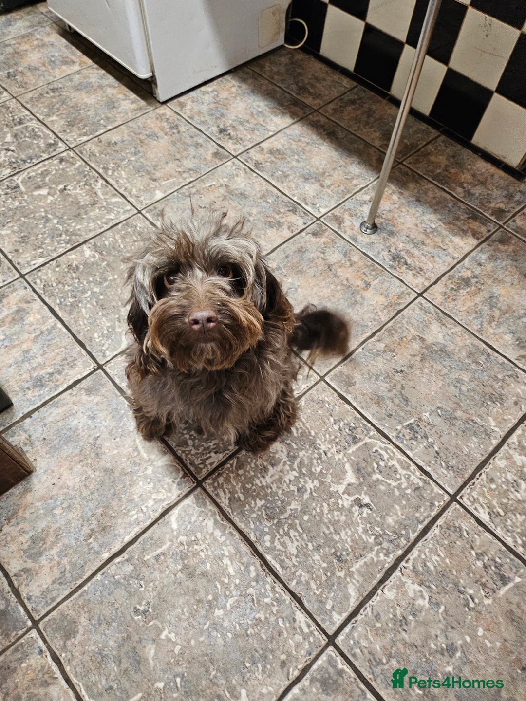 Cockapoo dogs for sale: Cockapoo Babies - Advert 2