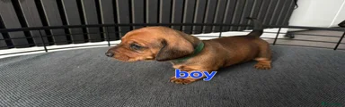 Miniature Dachshund 3