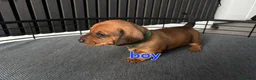 Miniature Dachshund dogs for sale: BEAUTIFUL MINIATURE DACHSHUND  - Advert 20