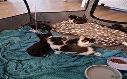 Mixed Breed cats for sale: £50 for a pair READY NOW 8 week old kittens - Image 19