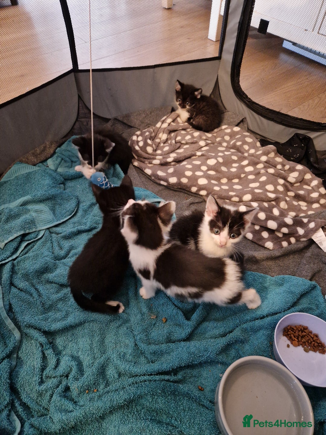 Mixed Breed cats for sale: £50 for a pair READY NOW 8 week old kittens - Image 19