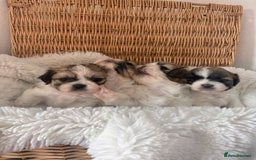 Shih Tzu dogs for sale: Shih Tzu puppies  - Image 6