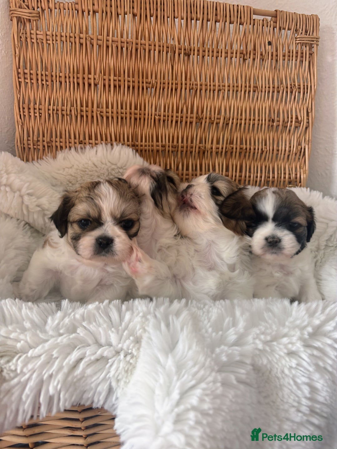 Shih Tzu dogs for sale: Shih Tzu puppies  - Image 6