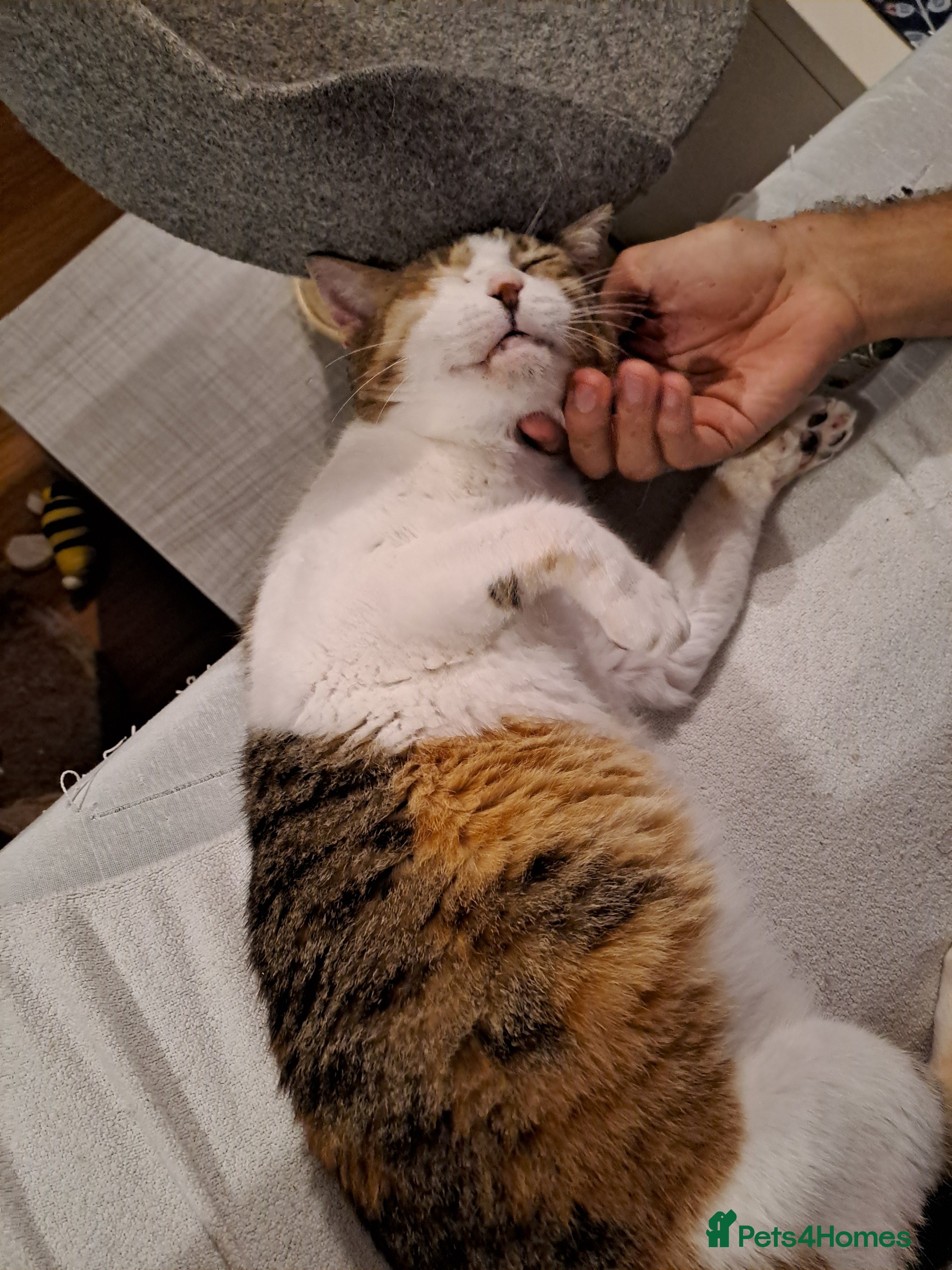 Mixed Breed cats Viola - calm and sweet girl - Advert 5